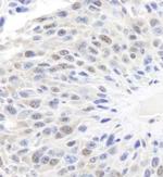 GAPDH Antibody in Immunohistochemistry (Paraffin) (IHC (P))