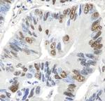 GAPDH Antibody in Immunohistochemistry (Paraffin) (IHC (P))