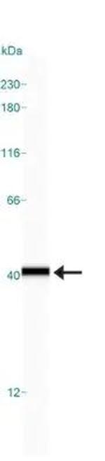 GAPDH Antibody in Western Blot (WB)