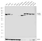 SR-BI Antibody in Western Blot (WB)