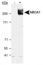 ABCA1 Antibody in Western Blot (WB)