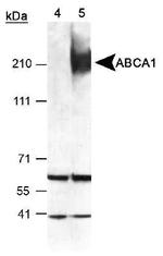 ABCA1 Antibody in Western Blot (WB)