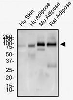 CD36 Antibody in Western Blot (WB)