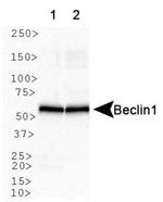 Beclin 1 Antibody in Western Blot (WB)