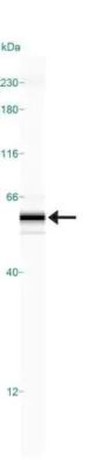 Beclin 1 Antibody in Western Blot (WB)