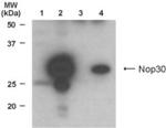 ARC Antibody in Western Blot (WB)