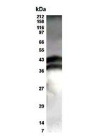 ELF3 Antibody in Western Blot (WB)