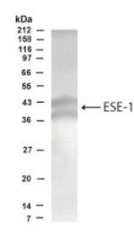 ELF3 Antibody in Western Blot (WB)