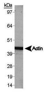 beta Actin Antibody in Western Blot (WB)