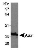 beta Actin Antibody in Western Blot (WB)