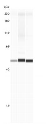 beta Actin Antibody in Western Blot (WB)