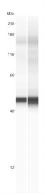 SLC7A11 Antibody in Western Blot (WB)