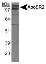 LRP8 Antibody in Western Blot (WB)