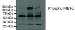 Phospho-IRE1 alpha (Ser724) Antibody in Western Blot (WB)