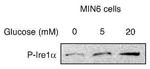 Phospho-IRE1 alpha (Ser724) Antibody in Western Blot (WB)