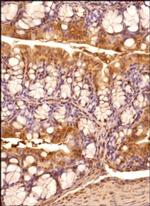 IRE1 alpha Antibody in Immunohistochemistry (Paraffin) (IHC (P))