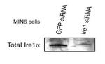 IRE1 alpha Antibody in Western Blot (WB)