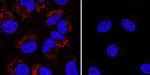 LC3B Antibody in Western Blot (WB)