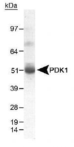 PDK1 Antibody in Western Blot (WB)