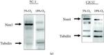 beta Tubulin Antibody in Western Blot (WB)