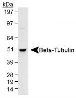 beta Tubulin Antibody in Western Blot (WB)