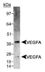 VEGF Antibody in Western Blot (WB)