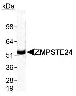 ZMPSTE24 Antibody in Western Blot (WB)