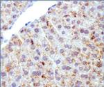 ADFP Antibody in Immunohistochemistry (Frozen) (IHC (F))