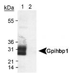 GPIHBP1 Antibody in Western Blot (WB)