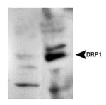 DNM1L Antibody in Western Blot (WB)