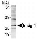 INSIG1 Antibody in Western Blot (WB)