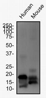 LOX Antibody in Western Blot (WB)