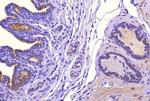 SAT1 Antibody in Immunohistochemistry (Paraffin) (IHC (P))