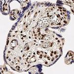 TDP-43 Antibody in Immunohistochemistry (Paraffin) (IHC (P))