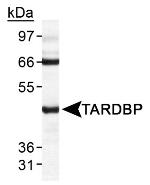 TDP-43 Antibody in Western Blot (WB)