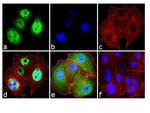 HIF1A Antibody in Immunocytochemistry (ICC/IF)