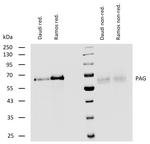 PAG1 Antibody in Western Blot (WB)