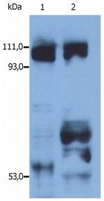 Kinesin 5B Antibody in Western Blot (WB)