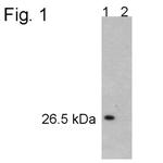 PSMA5 Antibody in Western Blot (WB)