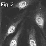 PSMA5 Antibody in Immunocytochemistry (ICC/IF)