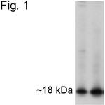 APH1 Antibody in Western Blot (WB)