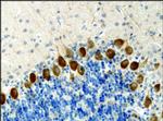 KIF3A Antibody in Immunohistochemistry (Paraffin) (IHC (P))