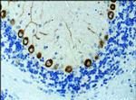 KIF3A Antibody in Immunohistochemistry (Paraffin) (IHC (P))