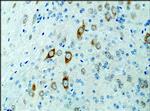 KIF3A Antibody in Immunohistochemistry (Paraffin) (IHC (P))