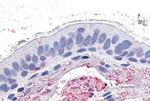 GPR4 Antibody in Immunohistochemistry (Paraffin) (IHC (P))