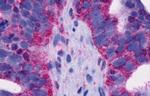 GPR4 Antibody in Immunohistochemistry (Paraffin) (IHC (P))