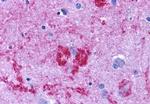 Endothelin B Receptor Antibody in Immunohistochemistry (Paraffin) (IHC (P))