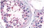 OR10R2 Antibody in Immunohistochemistry (Paraffin) (IHC (P))