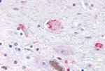 OR10R2 Antibody in Immunohistochemistry (Paraffin) (IHC (P))