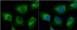 TNIK Antibody in Immunocytochemistry (ICC/IF)